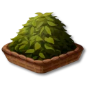 乾燥茶葉