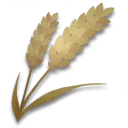 小麥