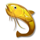 黃金鯰魚