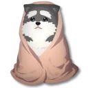 毛毯下的小雪橇犬