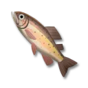 棕鱒魚
