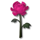 傷痕花