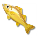 黃金鱸魚
